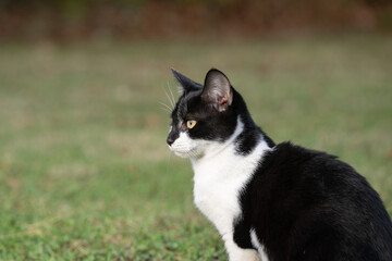 Naklejka na ściany i meble Portrait of black and white cat