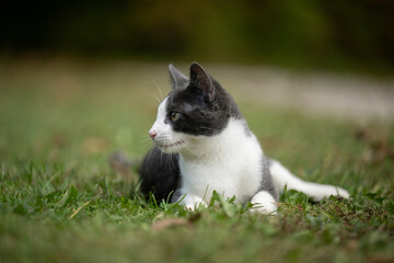 Naklejka na ściany i meble White and gray cat laying in the grass