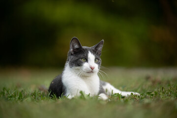 White and gray cat laying in the grass