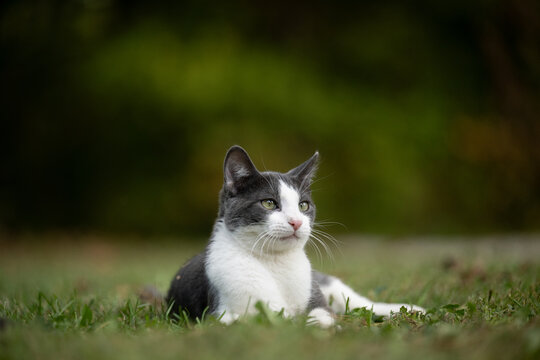 White and gray cat laying in the grass