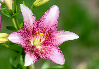 pink lily closeup