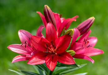 Obraz na płótnie Canvas red lily flower
