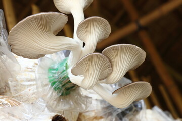 Beautiful closeup textured background of Indian Oyster, Phoenix Mushroom,  Lung Oyster (Pleurotus pulmonarius) in mushroom houses with uneven surface and lines