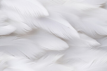 Obraz premium white soft feathers background wall texture pattern seemless