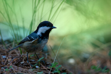 A coal tit  looking for seeds on the ground. Colorful birds. Periparus ater.