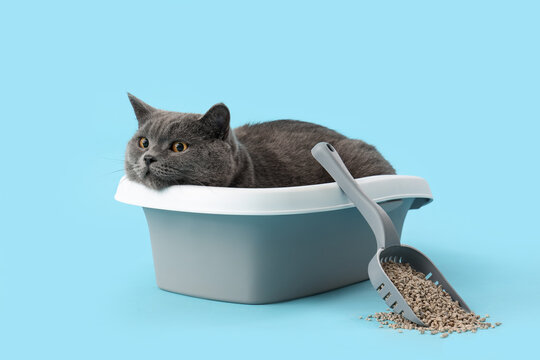 Cute British Shorthair cat in litter box on blue background