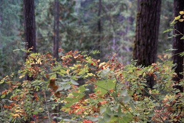 autumn in the forest