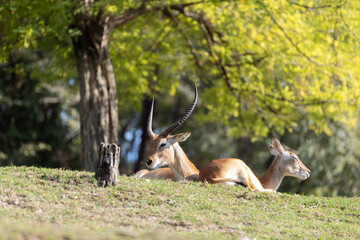 Two Kobus leche kafuensis lying under a tree. These antelopes, native to Africa, rest peacefully in the shade of the tree, showcasing their relaxed demeanor in their natural habitat