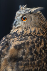 Close-up Portrait of a Beautiful Owl with Striking Orange Eyes. Mysterious Bird of Prey in a Captivating Nighttime Scene