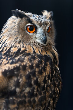 Majestic Owl with Piercing Orange Eyes on Dark Background. Close-up Wildlife Photography, Symbol of Wisdom and Nocturnal Beauty.