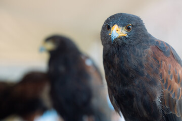 A captivating close-up of a Harris's Hawk (Parabuteo unicinctus) revealing intricate details of its plumage and fierce gaze