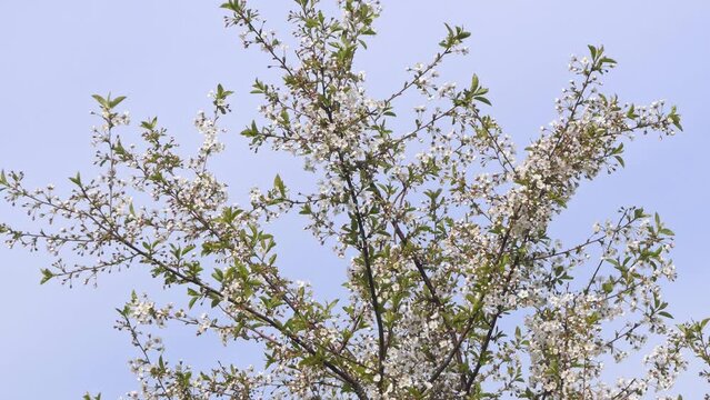 branch of cherry blossoms in the wind against the blue sky