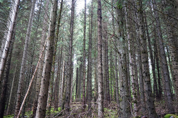 Tall thin pine tree forest looking at tree trunks 