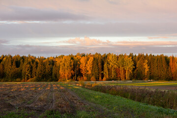 Sunny, colorful, autumn landscape from early morning after the first frost