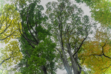 Tree branches and its leaves looking up in the air