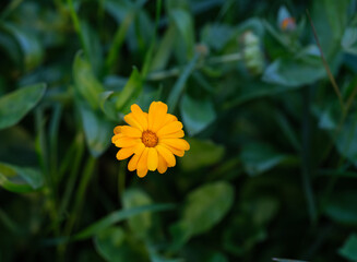 Single orange calendula flowering in nature