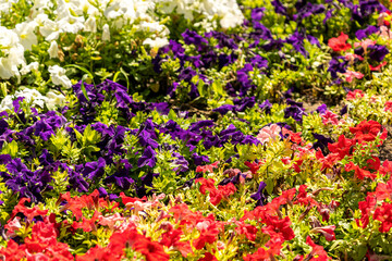 Obraz premium flowerbed with bright multicoloured petunias in the bright sun close up. flowers in the flowerbed. city decoration, green city, landscaping with flowering plants, lawn of petunias