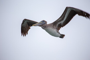 American white pelican (Pelecanus erythrorhynchos) Outdoors
