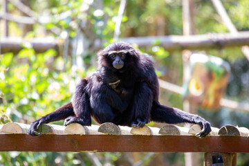 Agile gibbon (Hylobates agilis) Outdoors