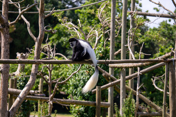 Black-and-white colobus monkey (Colobus guereza) Outdoors