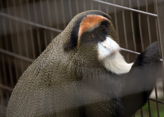 De Brazza's monkey (Cercopithecus neglectus)