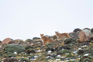 Puma walking in mountain environment, Torres del Paine National Park, Patagonia, Chile.