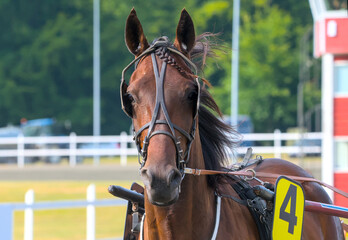 face of a racing horse in motion