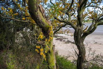 Chañar tree in Calden forest, bloomed in spring,La Pampa,Argentina