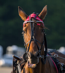 portrait of a young racing horse