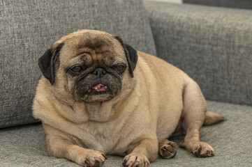 old cute pug home filming 9