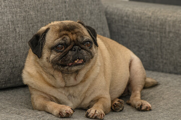 old cute pug home filming 11