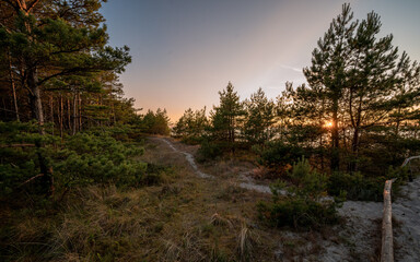 A pine grove by the North Sea at sunset in summer time.