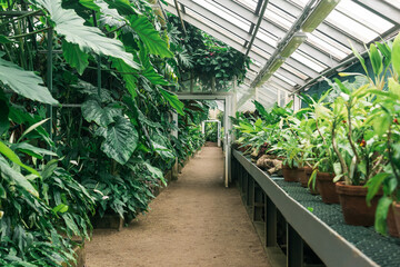 Fototapeta na wymiar interior of a large greenhouse with a collection of tropical plants