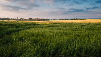 Fototapeta na wymiar A golden hour in a rural field with roads in the crop. Czech countryside.
