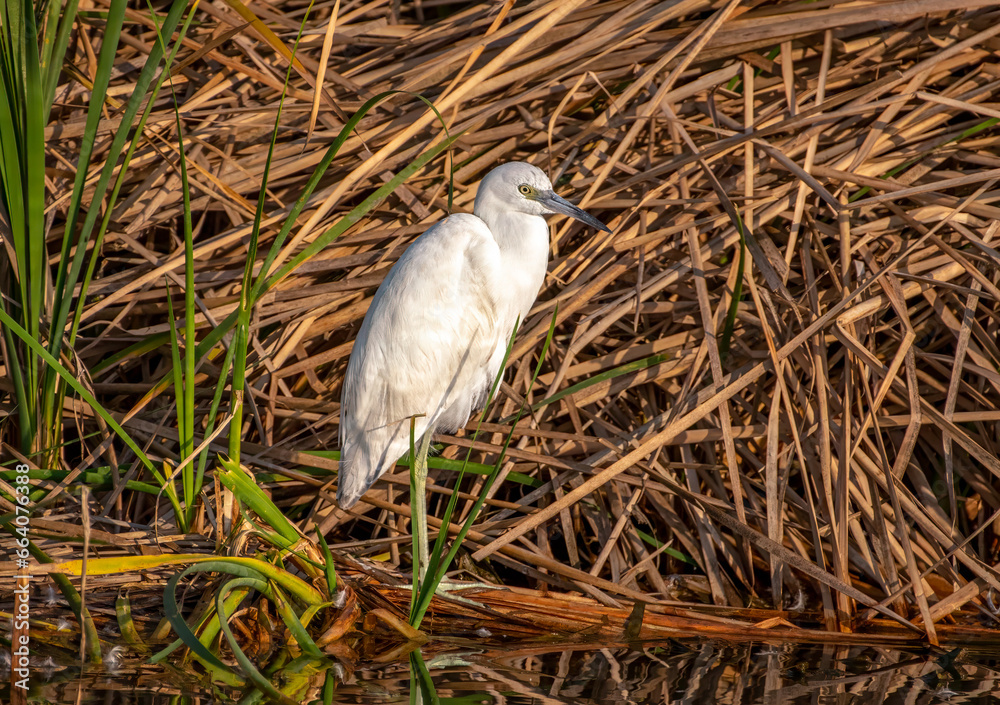 Wall mural little blue heron