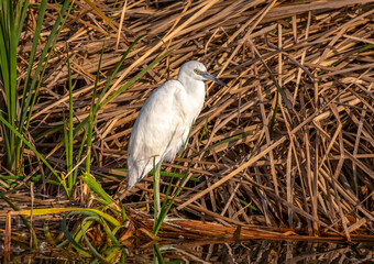 Little Blue Heron