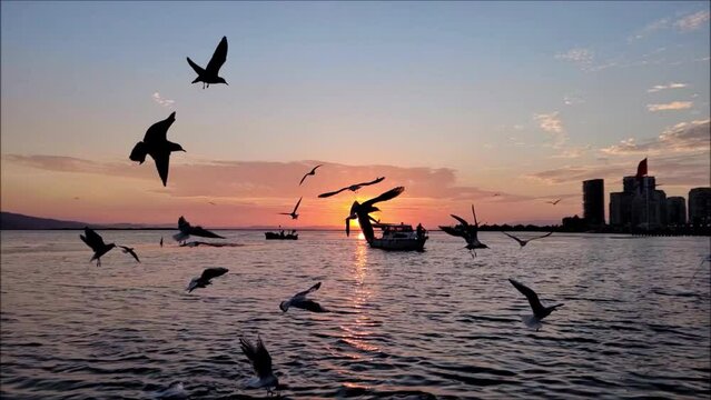 Seagulls flying over the sea at sunset, slow motion