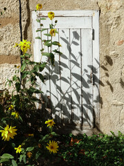 fleurs jaunes devant petite porte en bois