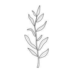 Twig with leaves on white background. Vector illustration of a hand drawn plant