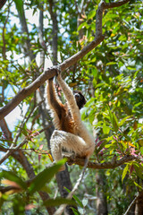 The crowned sifaka (Propithecus coronatus) is endangered endemic animal in natural forest habitat, Madagascar