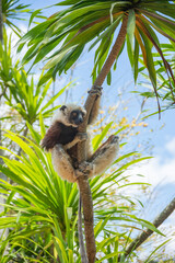 Cute Coquerel's sifaka (lemur) with yellow eyes. Endangered endemic animal in natural forest habitat, North Madagascar