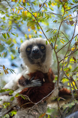 Cute Coquerel's sifaka (lemur) with small baby with yellow eyes. Endangered endemic animal in natural forest habitat, North Madagascar