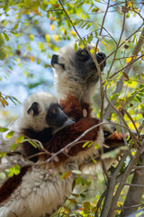 Cute Coquerel's sifaka (lemur) with small baby with yellow eyes. Endangered endemic animal in natural forest habitat, North Madagascar