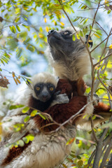 Cute Coquerel's sifaka (lemur) with small baby with yellow eyes. Endangered endemic animal in natural forest habitat, North Madagascar
