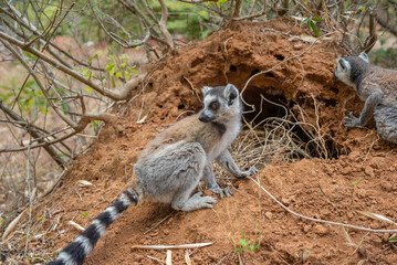 Cute Ring-tailed lemur with orange eyes. Endangered endemic animal in natural forest habitat, North Madagascar