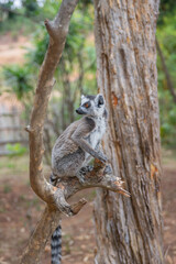 Cute Ring-tailed lemur with orange eyes. Endangered endemic animal in natural forest habitat, North Madagascar