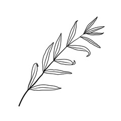 Twig with leaves on white background. Vector illustration of a hand drawn plant