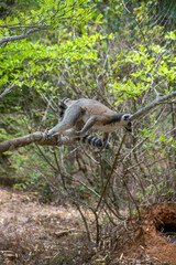 Cute Ring-tailed lemur with orange eyes. Endangered endemic animal in natural forest habitat, North Madagascar