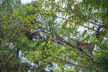 Cute Ring-tailed lemurs with orange eyes. Endangered endemic animal in natural forest habitat, North Madagascar
