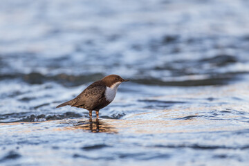 Wasseramsel